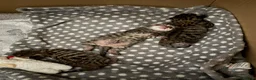 Mixed Breed cats for sale: Beautiful girl kitten - Advert 4