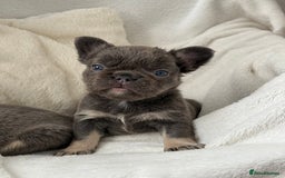 French Bulldog dogs for sale: Fluffy French bull dogs  - Image 3