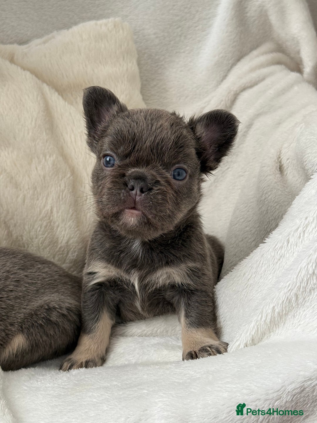 French Bulldog dogs for sale: Fluffy French bull dogs  - Image 3