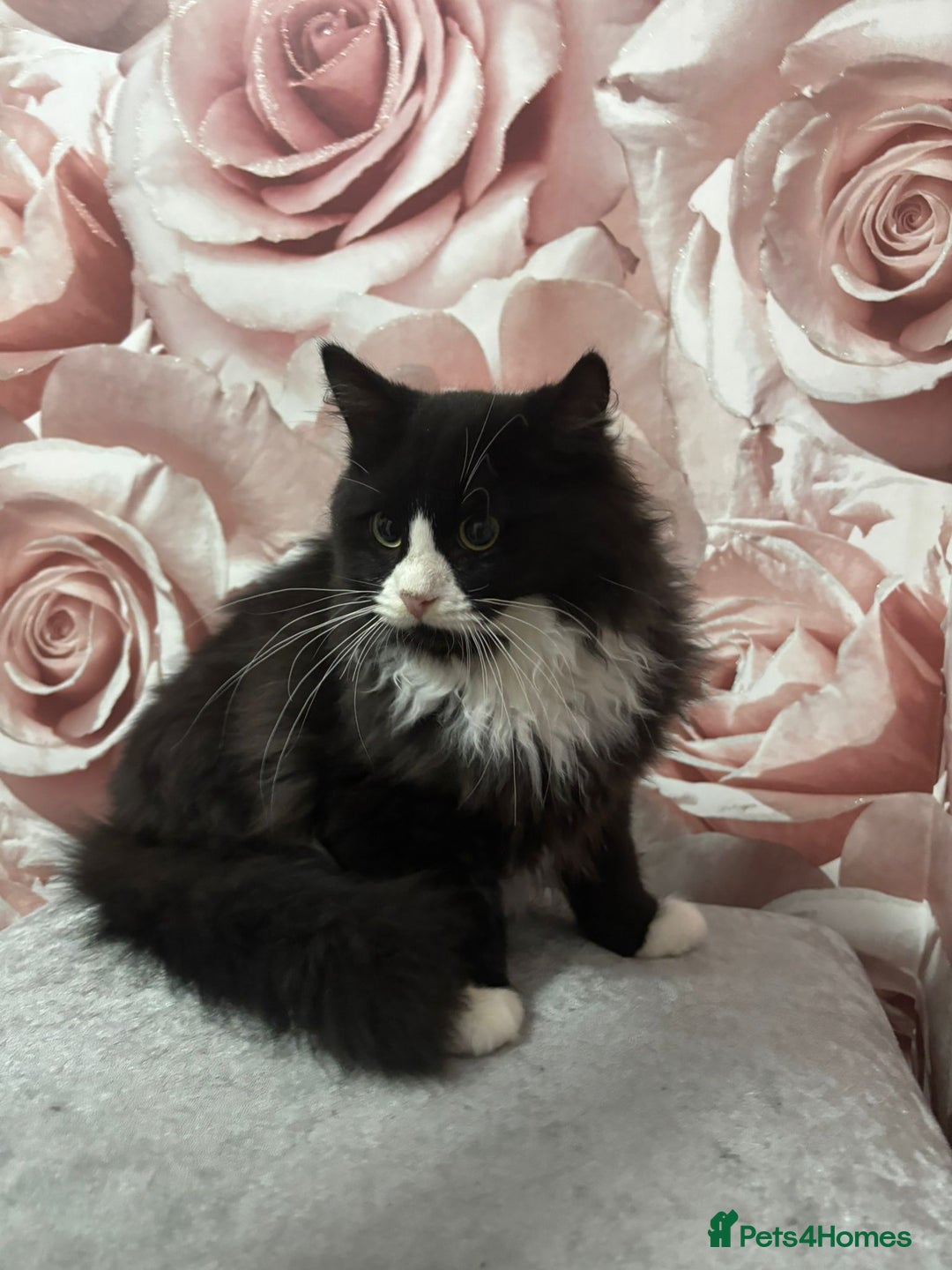 Mixed Breed cats for sale: Ragdoll Cross kittens  - Advert 5