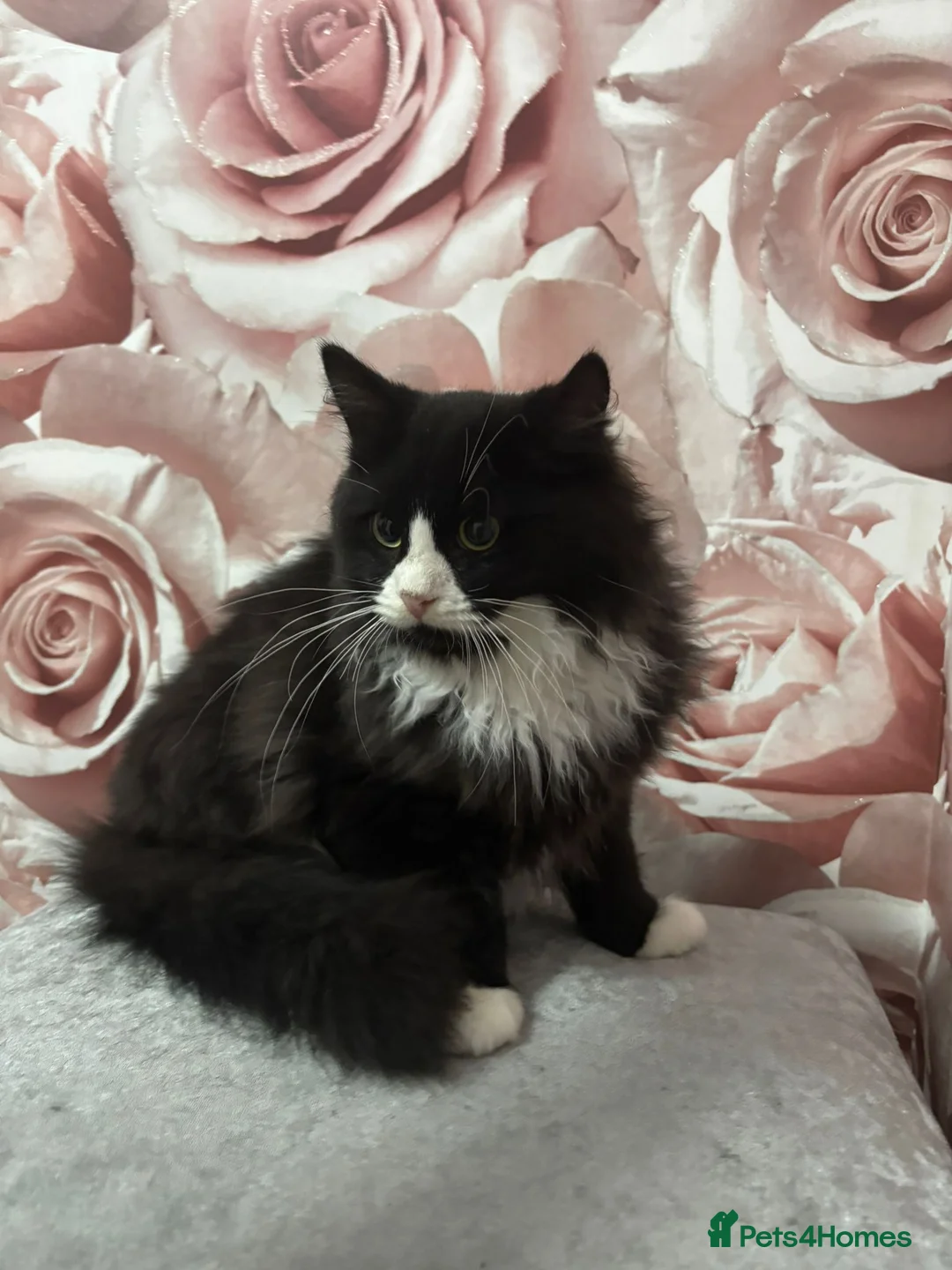 Mixed Breed cats for sale: Ragdoll Cross kittens  - Advert 4