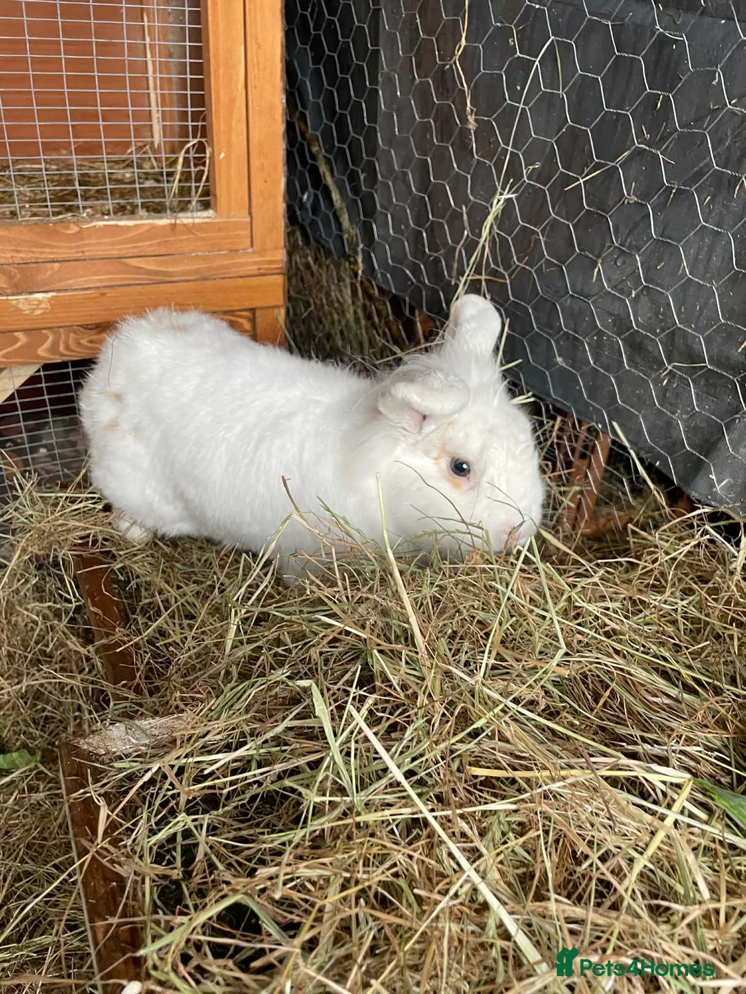 Mini Lion Lop rabbits for sale: Male mini lion lop - teeth removed - Advert 4