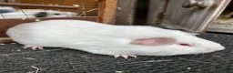 Guinea Pig rodents for sale: Guinea pigs - Advert 2