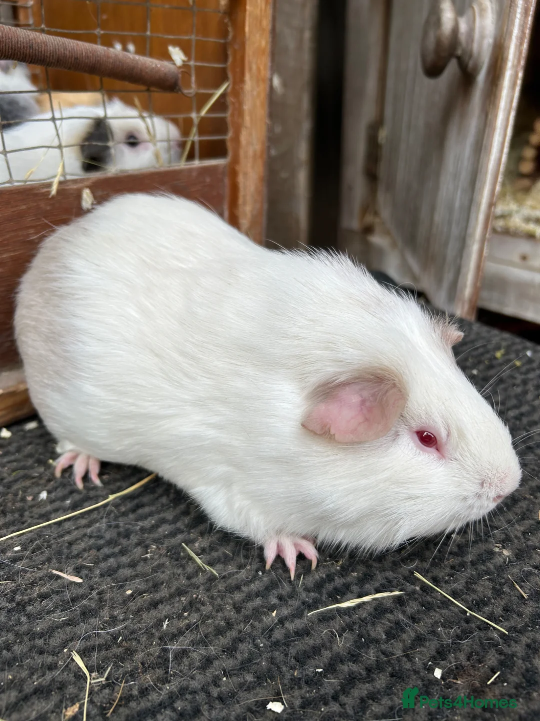 Guinea Pig rodents for sale: Guinea pigs - Advert 2