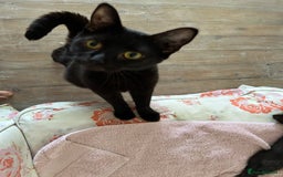 Domestic Shorthair cats for sale: Beautiful affectionate young black cat - Image 4