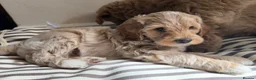 Mini Goldendoodle dogs for sale: Mini Goldendoodle puppies 🐶🫶🏻 - Advert 6