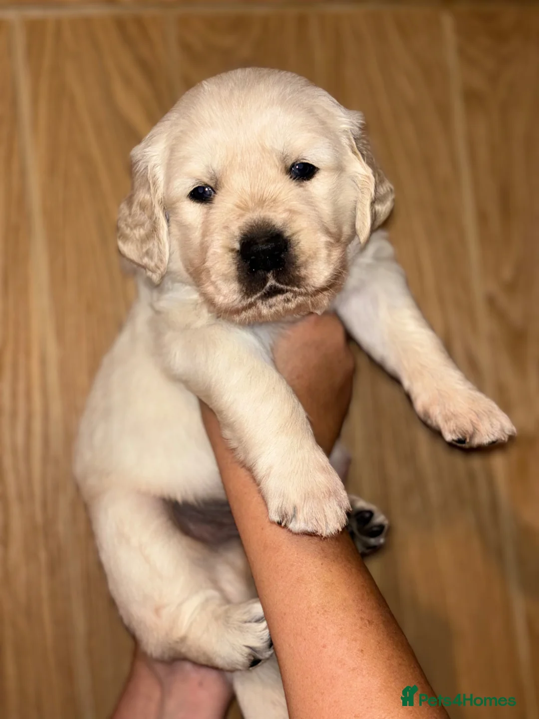 Golden Retriever dogs for sale: Golden retriever puppies🩷🩵 in Aberdare - Advert 9