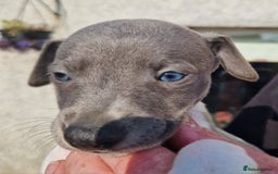 Whippet dogs for sale: Whippet puppies for sale - Image 3