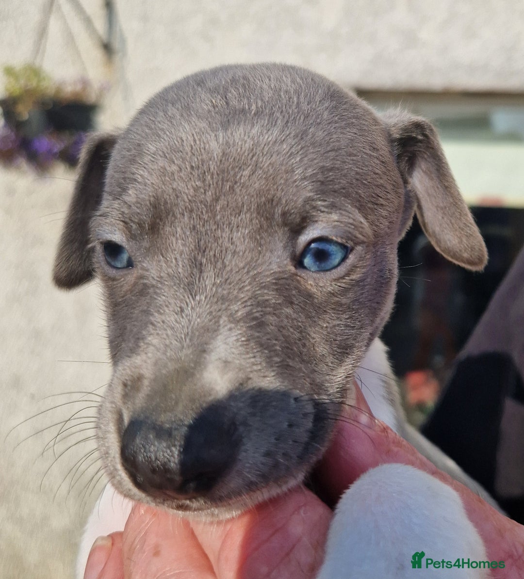 Whippet dogs for sale: Whippet puppies for sale - Image 3