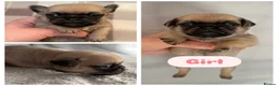 Pug dogs for sale: Beautiful Purebred Pug Pups (Parents can be seen) - Advert 6