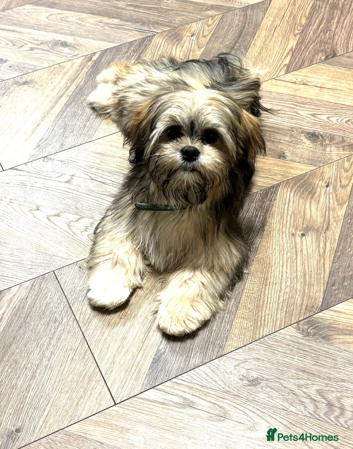 Lhasa Apso dogs Kc DNA health tested Lhasa stud  - Advert 8