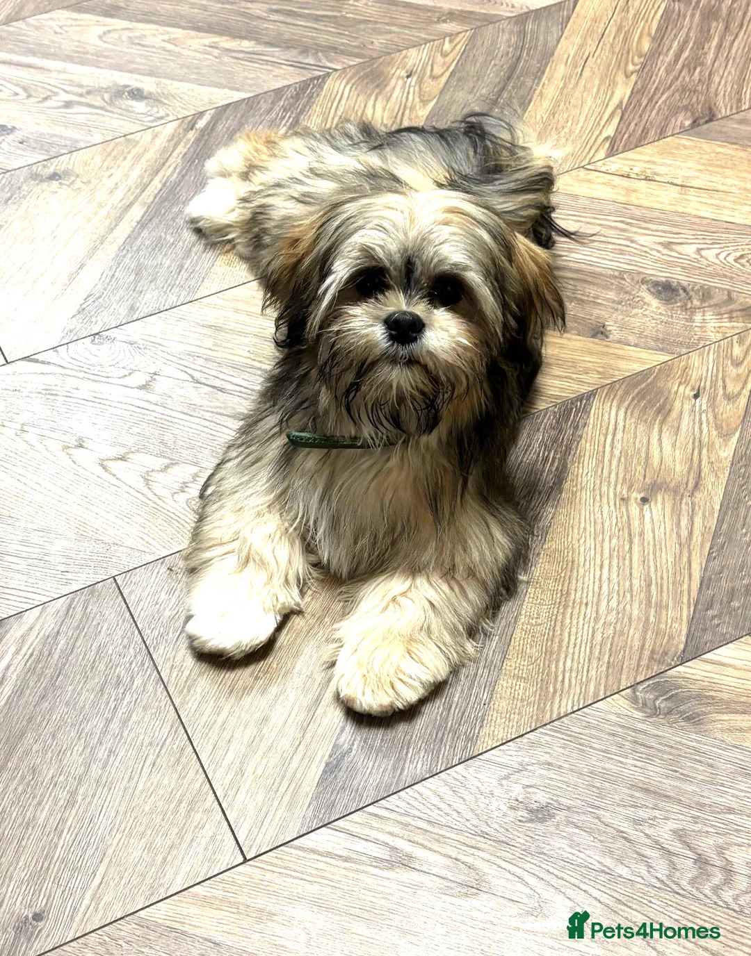 Lhasa Apso dogs for stud: Kc DNA health tested Lhasa stud  - Advert 1
