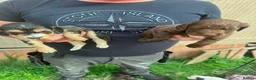 Cockapoo dogs for sale: Beautiful F2 Cockapoo Puppies For Sale 🐾  - Advert 9