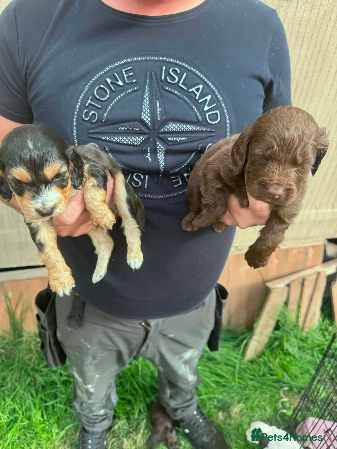 Cockapoo dogs for sale: Beautiful F2 Cockapoo Puppies For Sale 🐾  - Advert 9