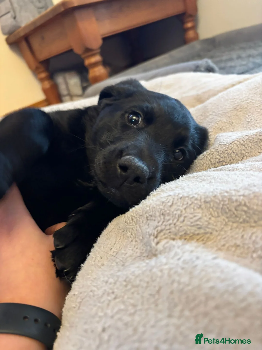 Labrador Retriever dogs for sale: One black girl left Labrador  - Advert 2