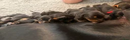 Dobermann dogs for sale: World champion Dobermanns available - Advert 4