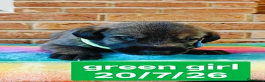 Green Collar Girl