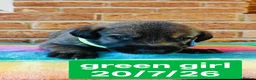 Irish Wolfhound dogs for sale: Stunning KC reg Irish Wolfhound litter for sale - Advert 8