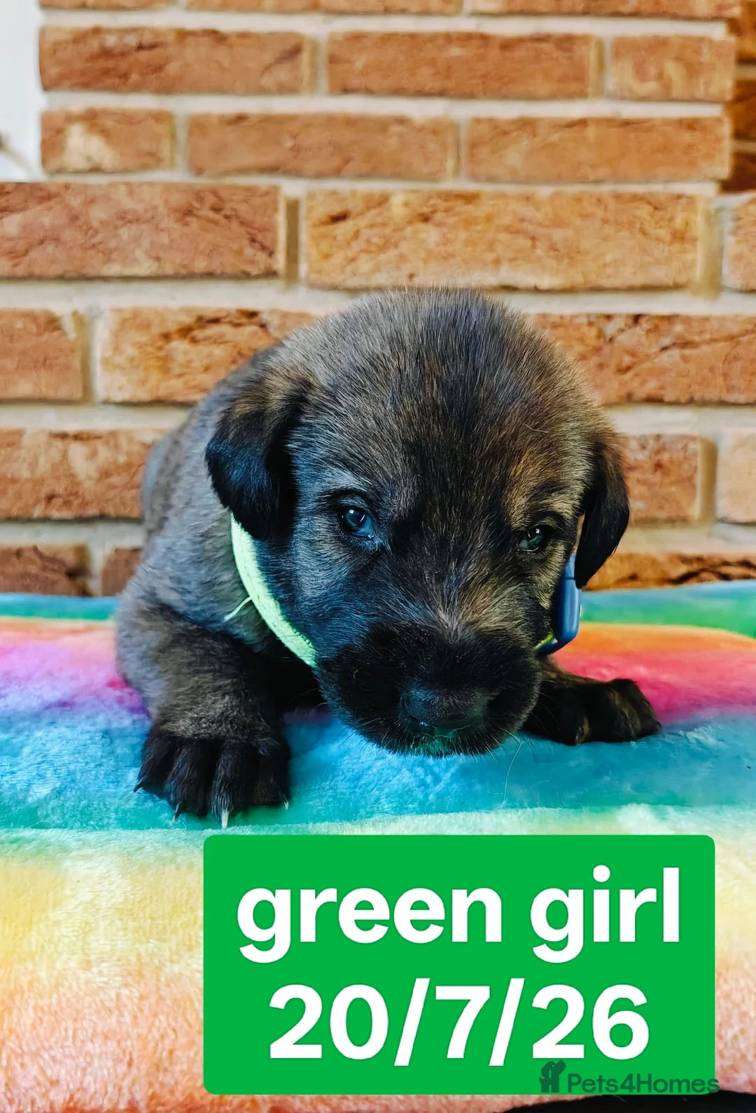 Irish Wolfhound dogs for sale: Stunning KC reg Irish Wolfhound litter for sale - Advert 8