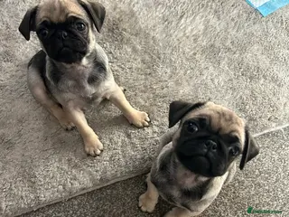 Pug dogs Pedigree female pugs kc registered 8 weeks old - Advert 13