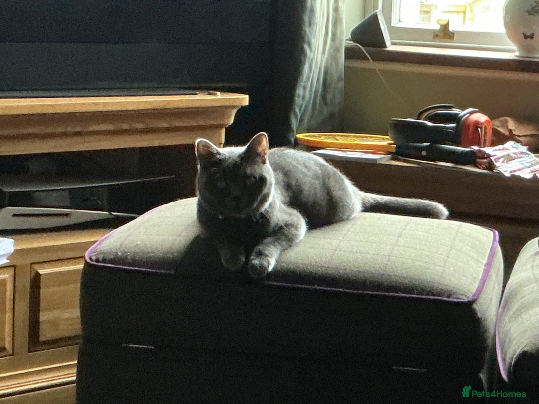 British Shorthair cats for sale: British blue short hair x ragdoll kittens - Image 21