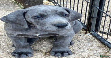 Great Dane dogs - Advert 5