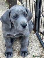 Great Dane dogs - Advert 1