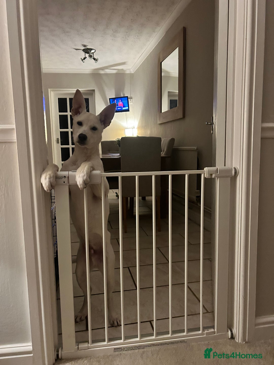 Mixed Breed dogs for sale: Mixed breed  - Advert 2