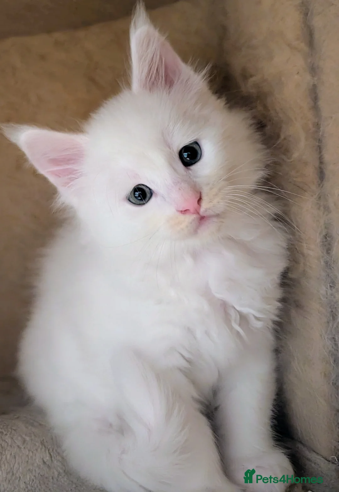 Maine Coon cats for sale: Beautiful Tica Registered Maine Coon Kittens  - Advert 20