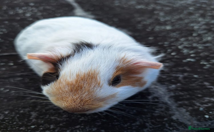 Guinea Pig rodents Pretty female guinea pigs for sale - Advert 10