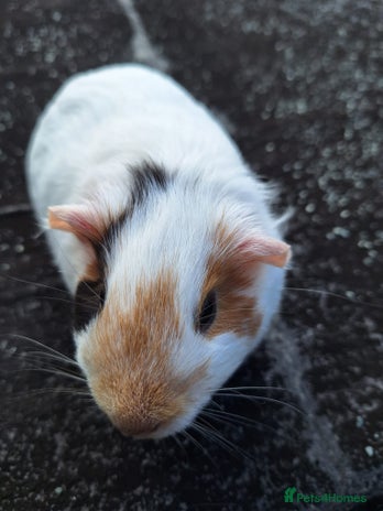 Guinea Pig rodents Pretty female guinea pigs for sale - Advert 10