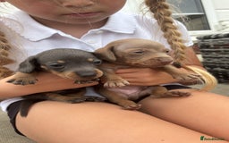 Miniature Dachshund dogs for sale: Miniature dachshund puppy’s TO LEAVE NOW in Luton - Image 7