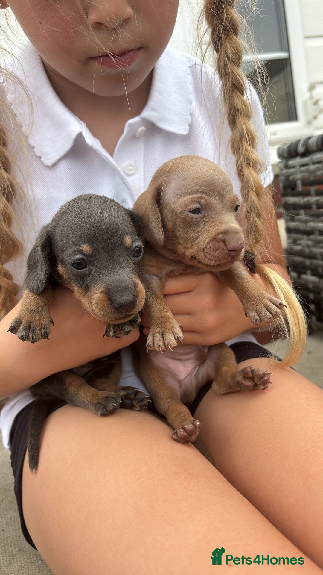 Miniature Dachshund dogs for sale: Miniature dachshund puppy’s TO LEAVE NOW in Luton - Image 7