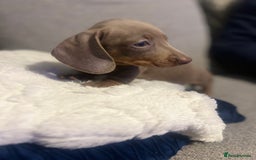 Miniature Dachshund dogs for sale: Isabella & Tan Mini Dachshund puppies 🤎 - Advert 9