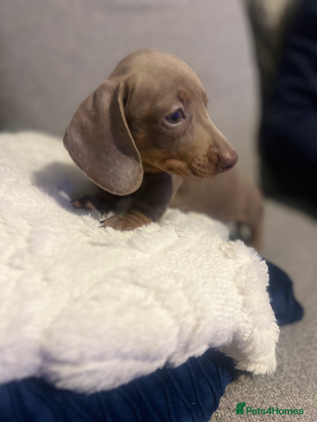 Miniature Dachshund dogs for sale: Isabella & Tan Mini Dachshund puppies 🤎 - Advert 9
