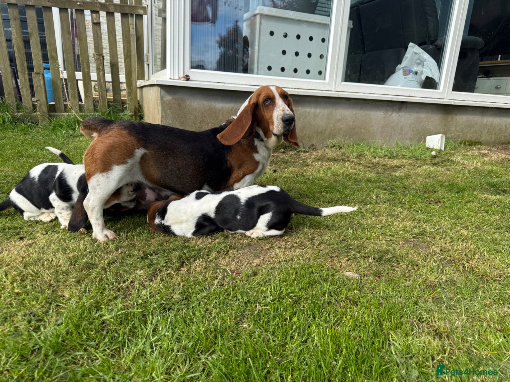 Basset Hound dogs Beautiful Basset Hound Puppies - Advert 3