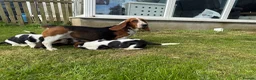 Basset Hound dogs for sale: Beautiful Basset Hound Puppies - Advert 1