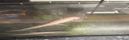 Axolotl reptiles for sale: X2 female axolottle for sale including tank  in Telford - Advert 4