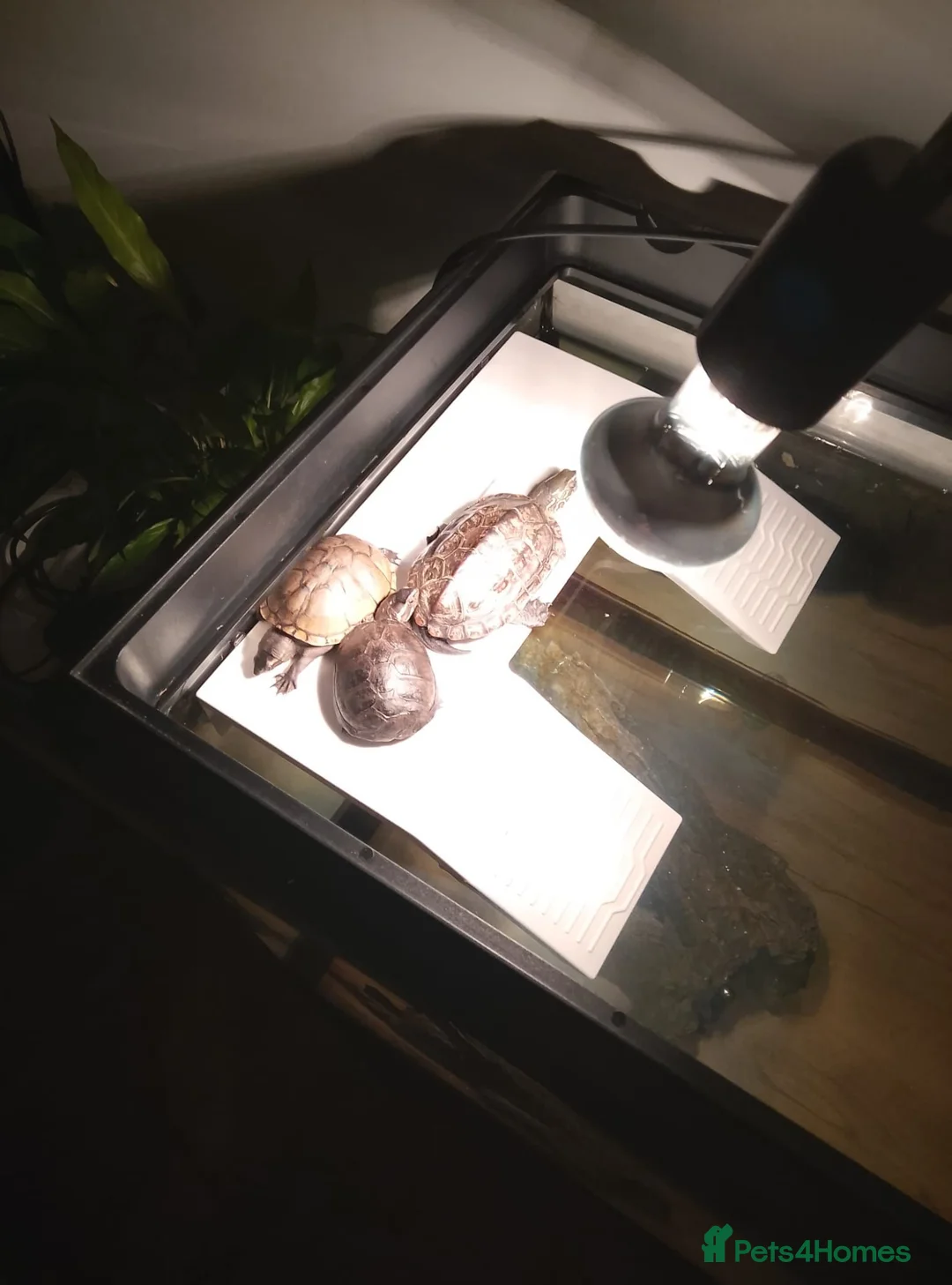 Turtle reptiles for sale: Turtles - Advert 2
