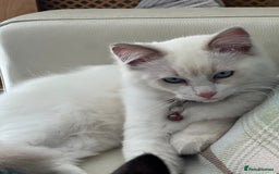 Ragdoll cats for sale: Rarest colour pedigree Ragdoll kittens - Image 19