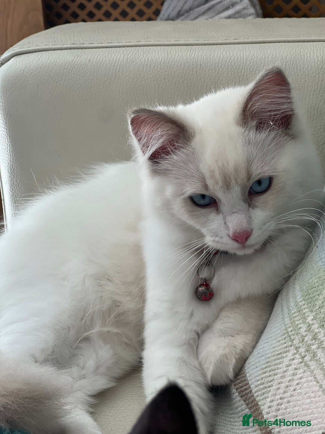 Ragdoll cats for sale: Rarest colour pedigree Ragdoll kittens - Image 19