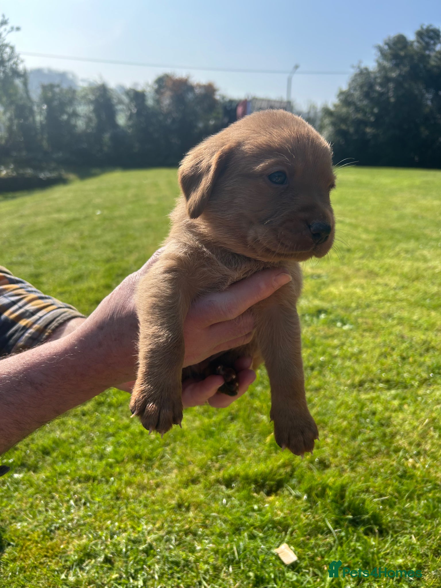 Labrador Retriever dogs 8 Labrador retriever puppies for sale - Advert 1