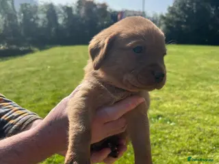 Labrador Retriever dogs 8 Labrador retriever puppies for sale - Advert 16