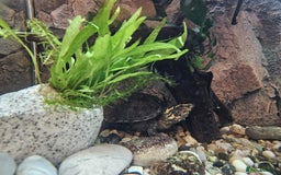 Turtle reptiles for sale: Healthy Musk Turtle for Sale – Ilford, London - Image 3