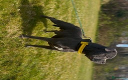 Staffordshire Bull Terrier dogs for sale: Kc Champion Blue Staffy Pups - Image 3