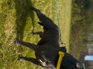 Staffordshire Bull Terrier dogs Kc Champion Blue Staffy Pups Ready - Advert 14