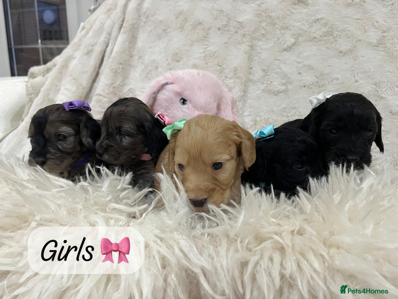 Cockapoo dogs Beautiful F1 Cockapoo Puppies 5 Girls 4 Boys - Advert 1