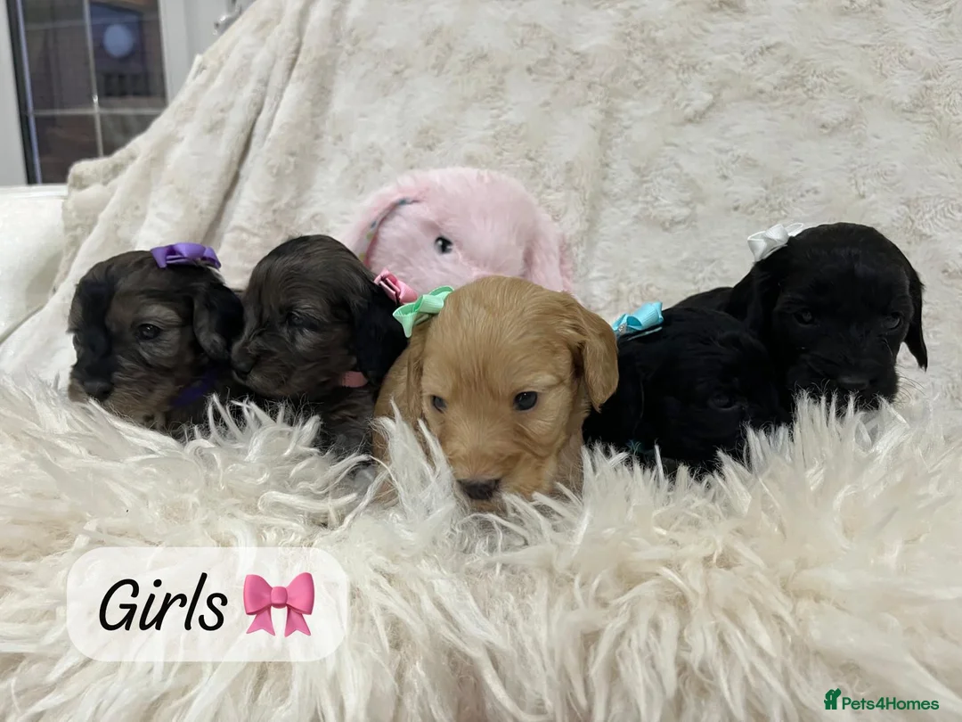 Cockapoo dogs for sale: Beautiful F1 Cockapoo Puppies 5 Girls 4 Boys - Advert 1