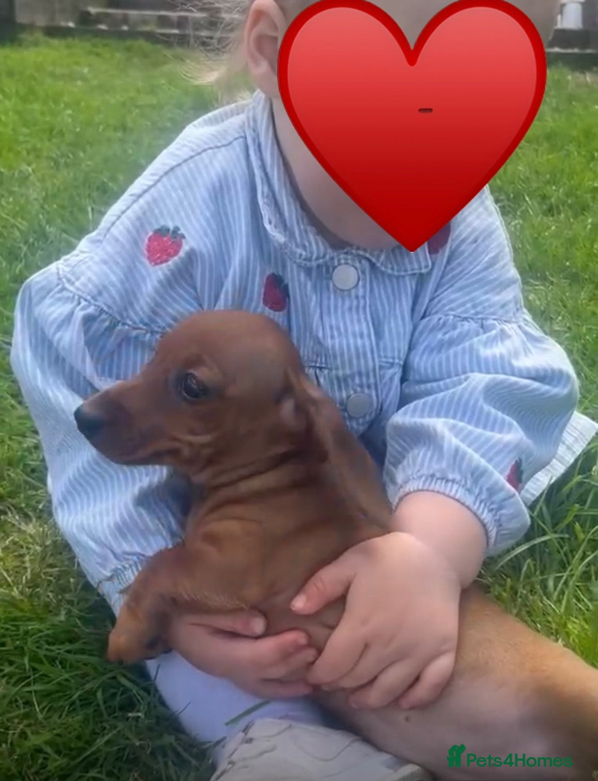 Miniature Dachshund dogs Kc reg/PRA clear mini red BOY AND GIRL - Advert 1