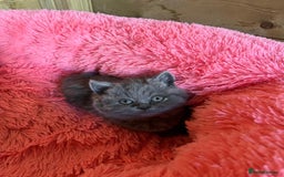British Shorthair cats for sale: British shorthair kittens lilac/blue - Image 15
